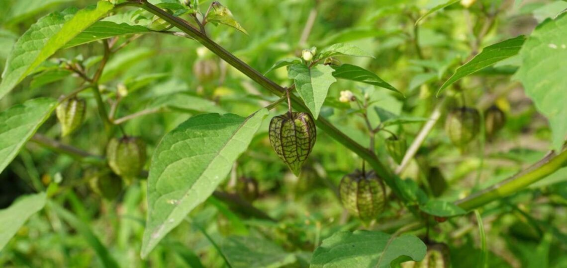 Manfaat Habanero MANDIRI untuk Kesehatan Anda