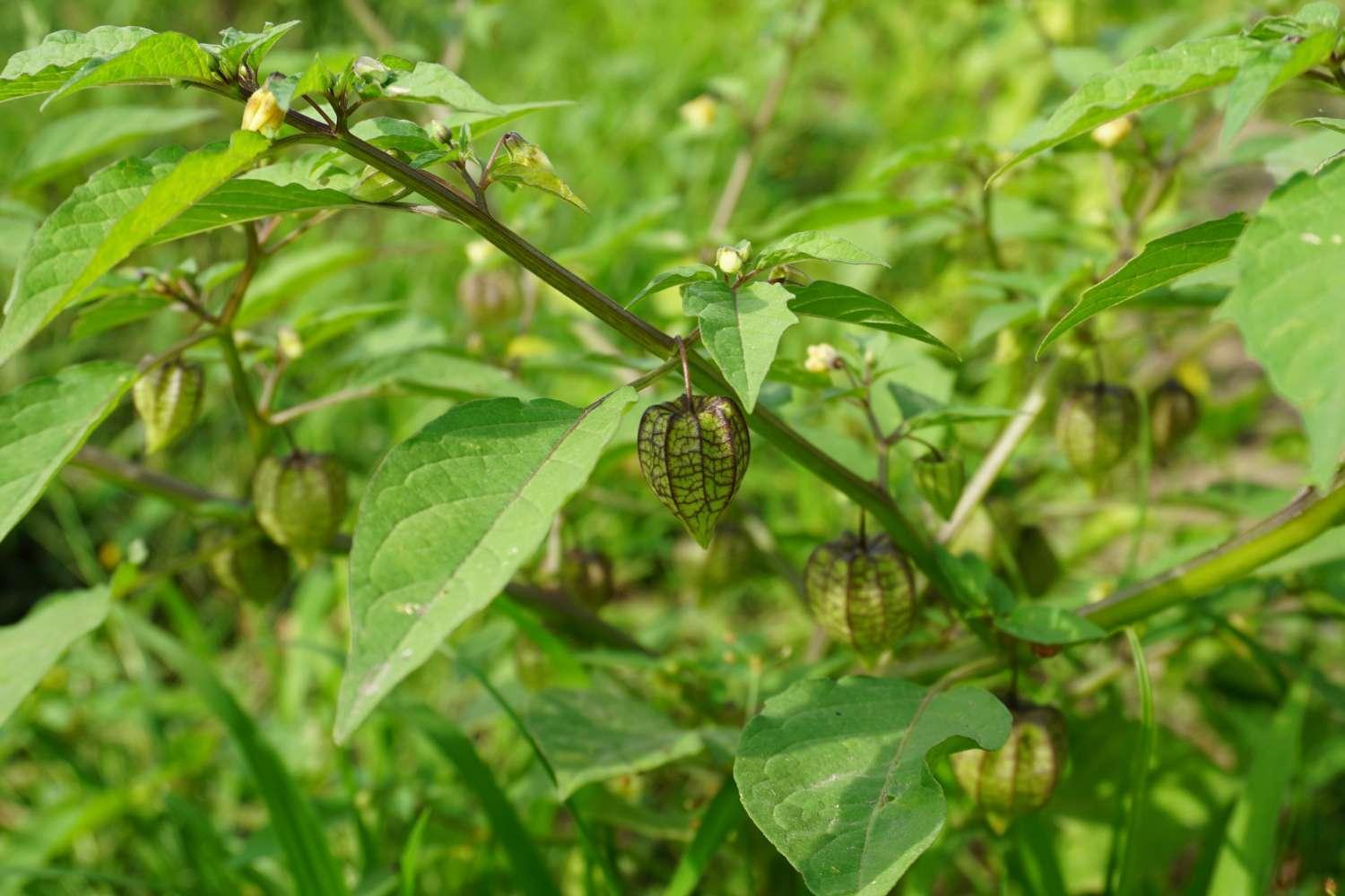 Manfaat Habanero MANDIRI untuk Kesehatan Anda