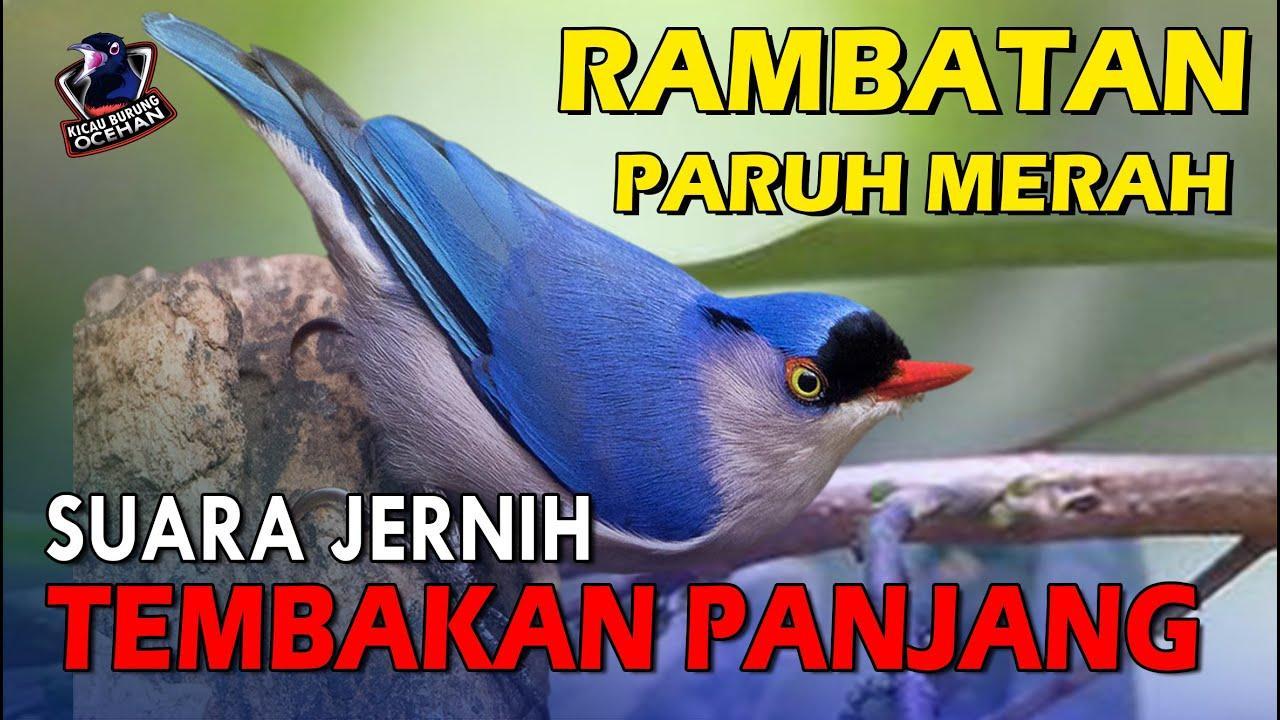Agen Gacor Populer: Pilihan Terbaik untuk Suara Jernih Burung Anda