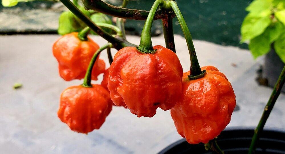 Habanero Tergacor: Keunggulan dan Cara Menanam