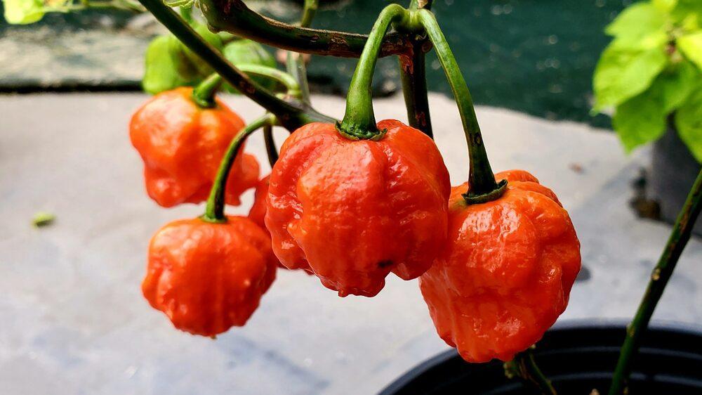 Habanero Tergacor: Keunggulan dan Cara Menanam