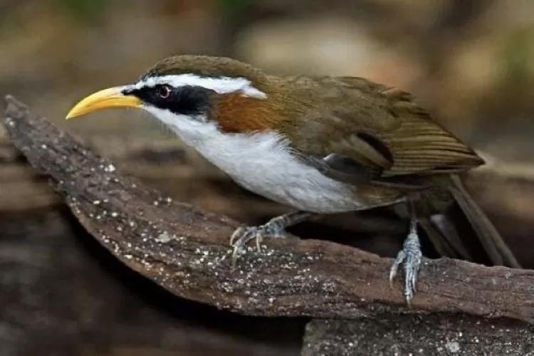 Agen Gacor Resmi: Pilihan Terbaik untuk Mendapatkan Suara Burung Merdu