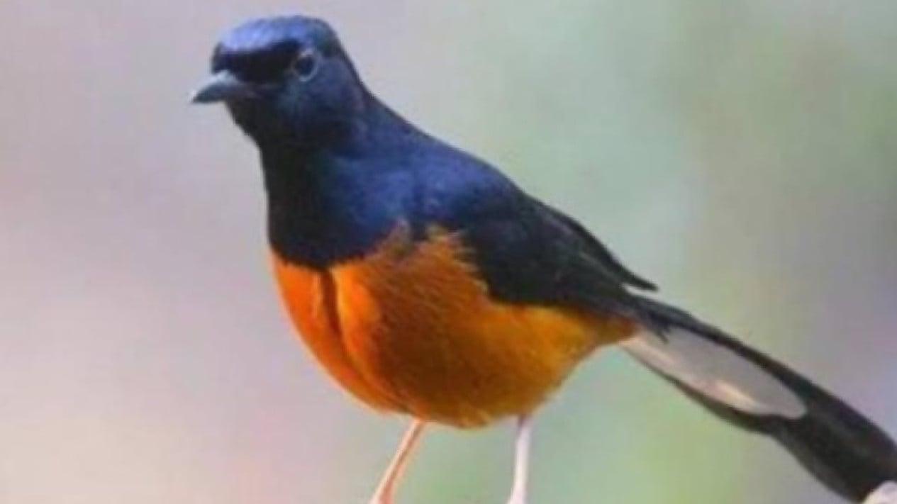 Agen Gacor Resmi: Pilihan Terbaik untuk Mendapatkan Suara Burung Merdu